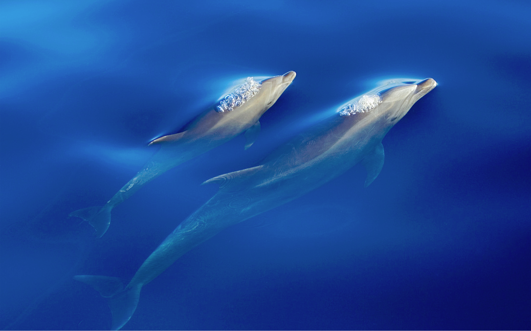 Tour a Isla Coronado